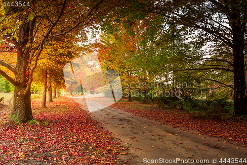 Image of Autumn in the Mountains