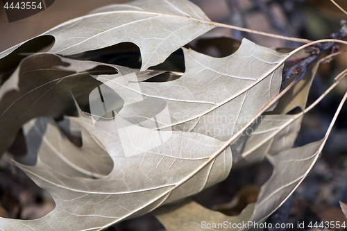 Image of Autumn oak leaves. Background