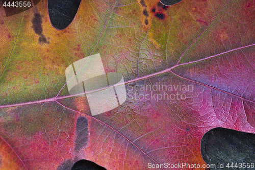 Image of Detail of oak leaf