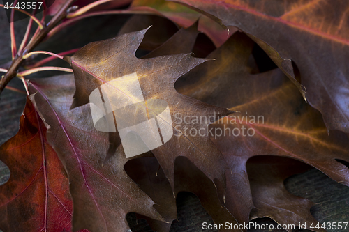 Image of Autumn oak leaves. Background