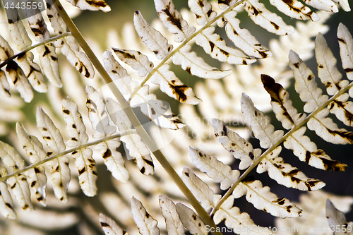 Image of Detail of fern leaves in autumn