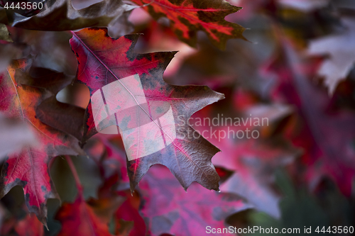 Image of Autumn oak leaves. Background