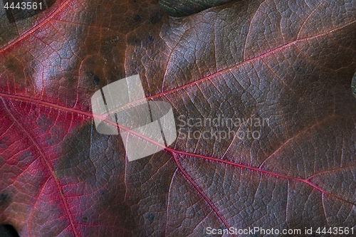 Image of Detail of oak leaf