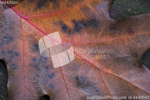 Image of Detail of oak leaf