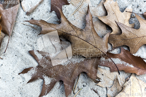 Image of Autumn oak leaves. Background