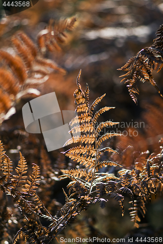 Image of Leaf of fern leaves in autumn