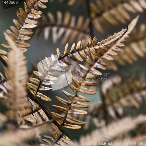 Image of Detail of fern leaves in autumn