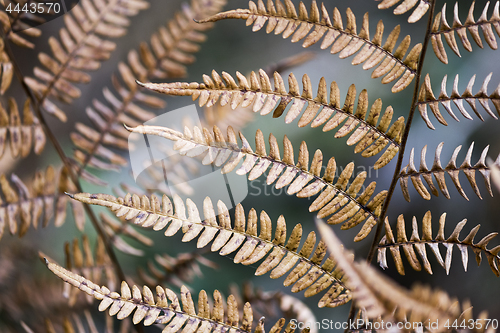 Image of Detail of fern leaves in autumn