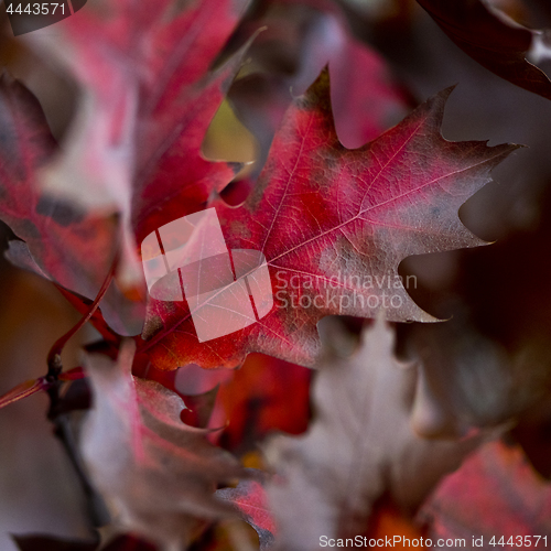 Image of Autumn oak leaves. Background