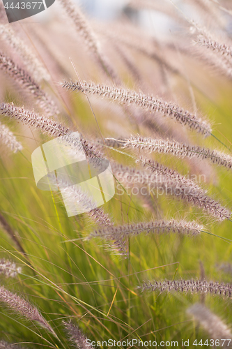 Image of Alpine meadow