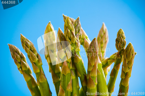 Image of Pile of asparagus
