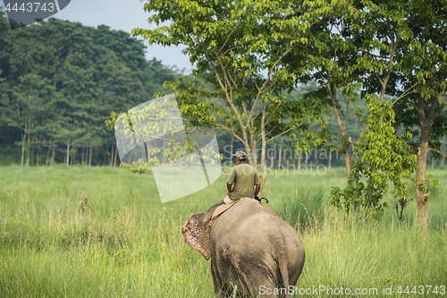 Image of Mahout or elephant rider riding a female elephant