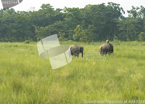 Image of Mahout or elephant rider with two elephants