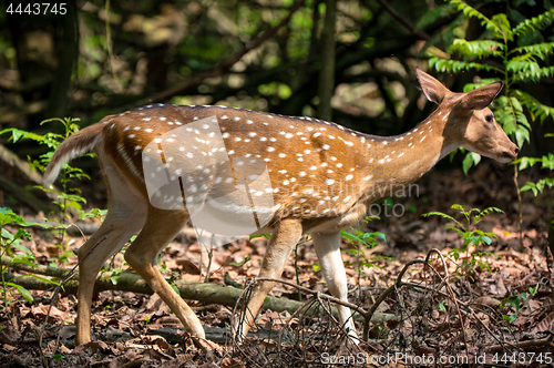 Image of spotted or sika deer in the jungle