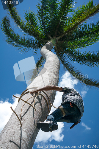 Image of Adult male climbs coconut tree to get coco nuts