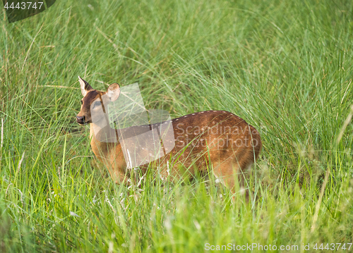 Image of Sika or spotted deer in elephant grass tangle