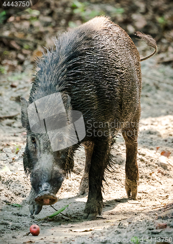 Image of Wild boar male feeding in the jungle