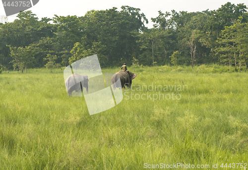 Image of Mahout or elephant rider with two elephants