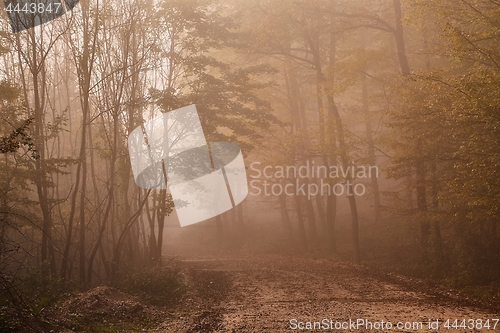 Image of Forest path in mist