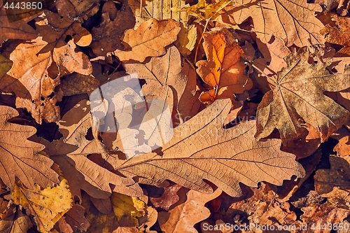Image of Fallen autumn leaves