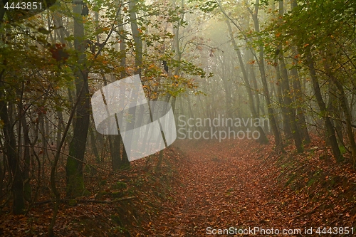 Image of Forest path in mist