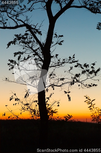 Image of Bare trees silhouettes