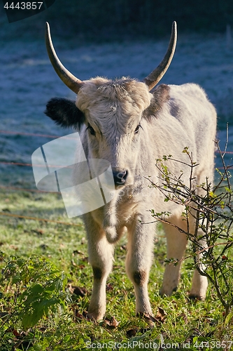 Image of Hungarian Grey Cattle