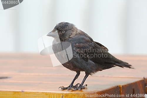 Image of Young crow on a table