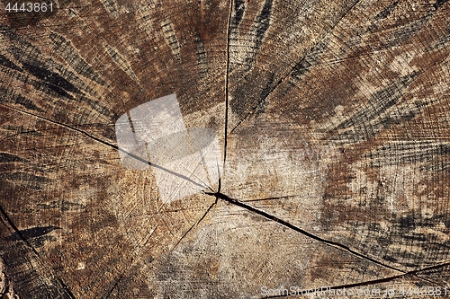 Image of Tree trunk texture