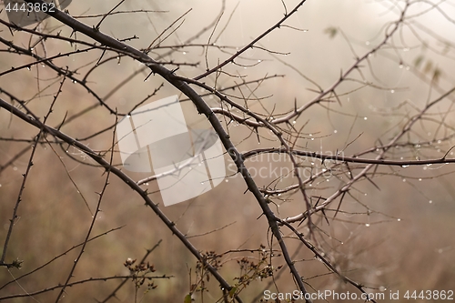 Image of Branches in fog