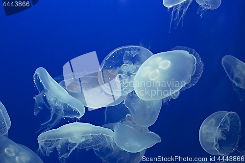 Image of Jellyfish Drifting Background