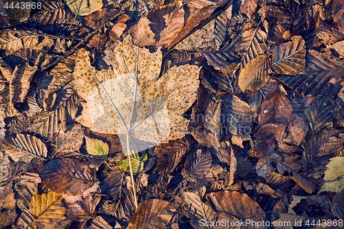 Image of Fallen autumn leaves