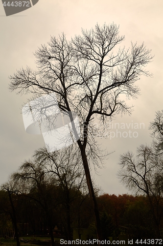 Image of Bare tree branches