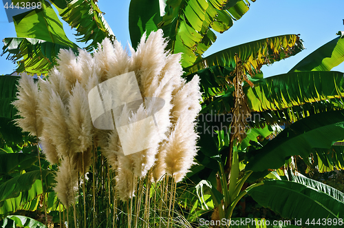 Image of Cortaderia