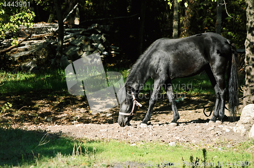 Image of Black Horse