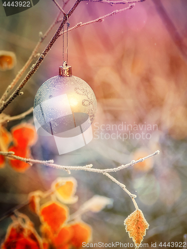 Image of Christmas ball on the fir branch. Place for inscription.