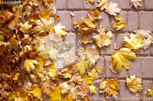 Image of Autumn colorful leaves background