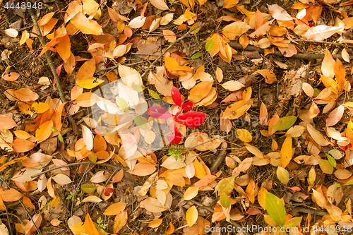 Image of Autumn colorful leaves background
