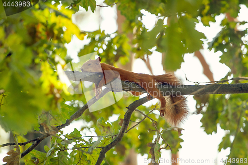 Image of Squirrel are having rest