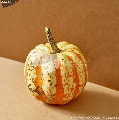 Image of pumpkin on colored paper background