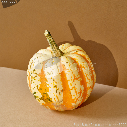 Image of fresh pumpkin with long shadow on colored paper background