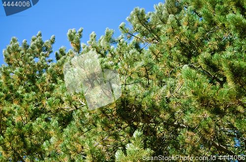 Image of Pine Branches