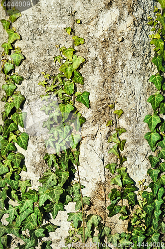 Image of English Ivy