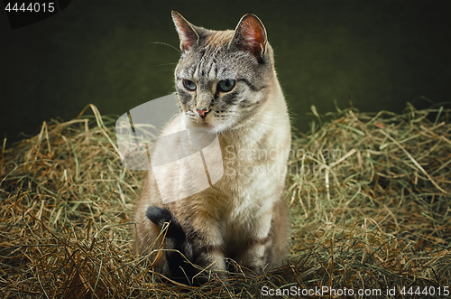 Image of Cat in the Hay