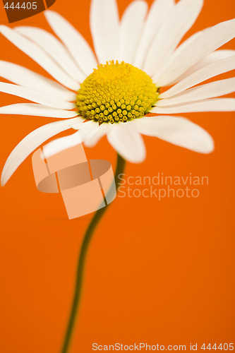 Image of Flower