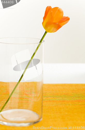 Image of tulip