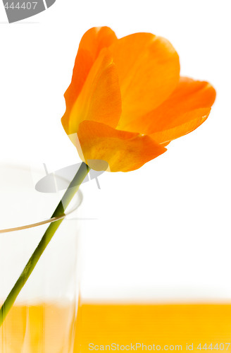Image of tulip