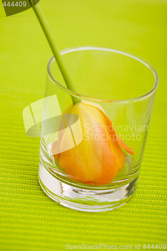 Image of tulip