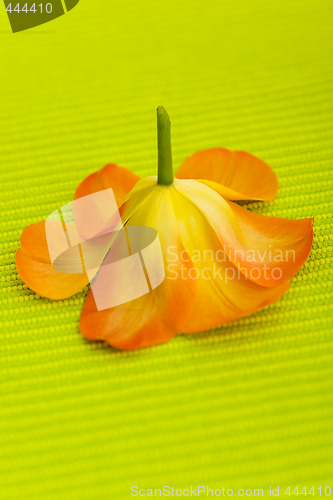 Image of Tulip flower