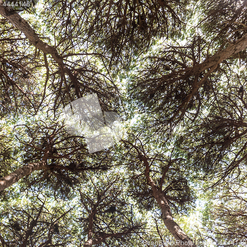 Image of Dense pine trees forest texture